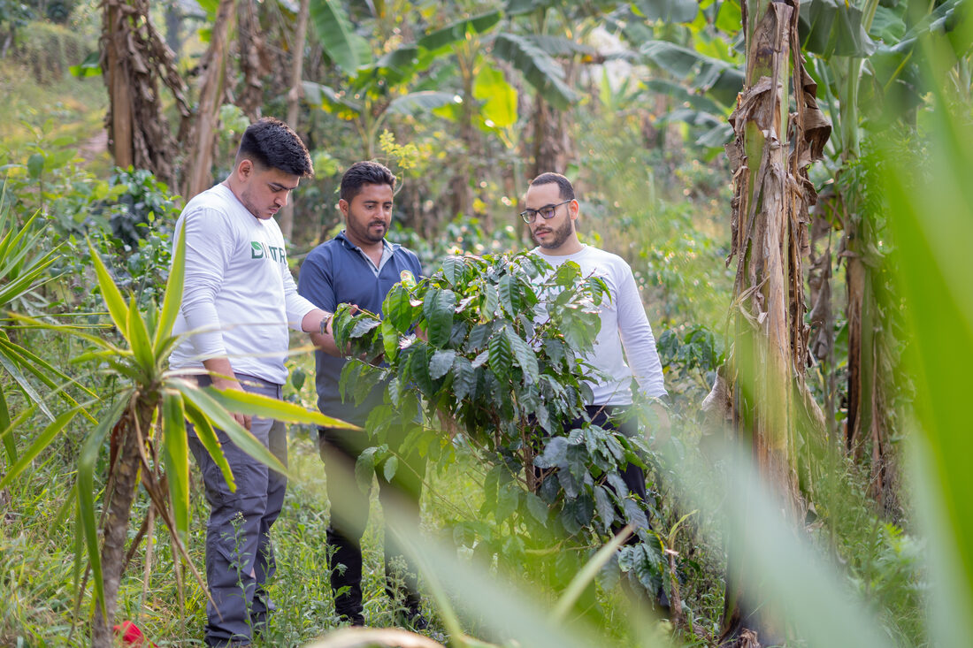 Dimitra agronomists inspecting a coffee plant with a producer